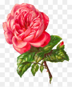 Rose Flower Coloring Page - Drawing Of Rose Png - Free Transparent Png 