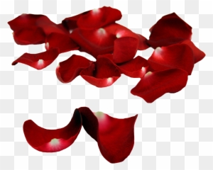 Rose Patals On Floor - Rose Petal - Free Transparent PNG Clipart Images ...