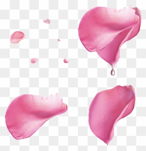 Petals Clipart, Transparent PNG Clipart Images Free Download - ClipartMax