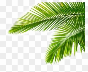 Palmeras Png - Free Transparent PNG Clipart Images Download