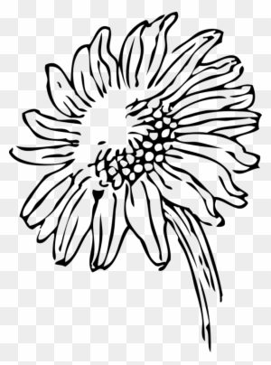 New Sunflower Clipart Black And White Hd Images Sunflowers Clip Art Black And White Free Transparent Png Clipart Images Download