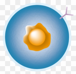 antigen clipart sun