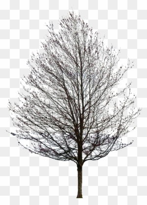 Tree 50 Png By Gd08 Maple Tree No Leaves Free Transparent Png Clipart Images Download
