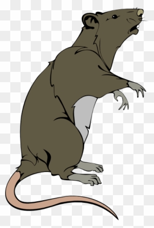 drowned rat clipart rodents