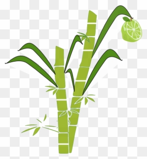 sugarcane plant clipart