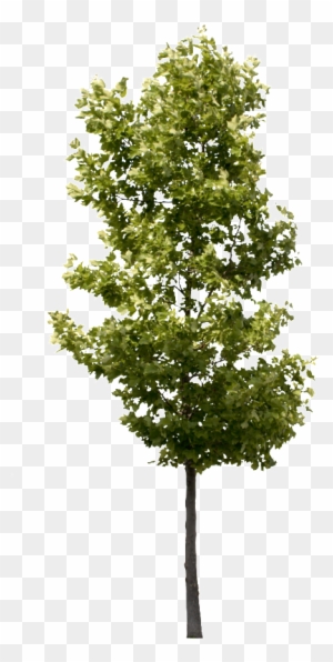 Platanus Occidentalis Small - Transparent Background Tree Png - Free  Transparent PNG Clipart Images Download