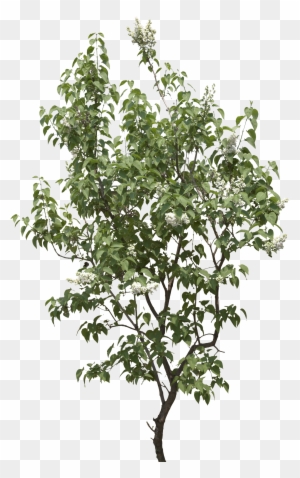 Shrub Clipart Transparent Png Clipart Images Free Download Clipartmax