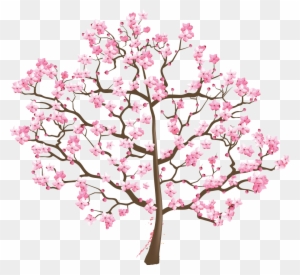 Cherry Blossom Tree Suzuki Association Of The Americas - Cherry Blossom ...