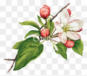 Apple Tree Clipart, Transparent PNG Clipart Images Free Download ...