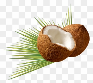 Beautiful Coconut Png Transparent Images - Coconut Oil - Free ...