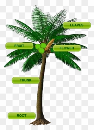 coconut palm tree parts