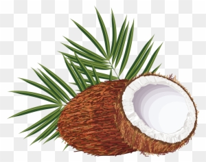 Coconut Arecaceae Clip Art - Coqueiro Desenho Png - Free Transparent ...