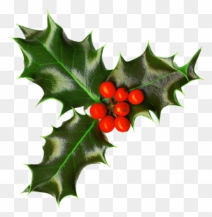 Xmas Holly Png 2 By Iamszissz - Holly Png Transparent - Free ...