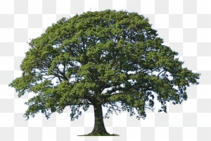 Clipart Of Oak Tree Bark Live Oak Tree Clipart Png - Oak Trees Clip Art ...