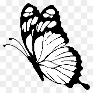 Download Black Butterfly Clipart Transparent Png Clipart Images Free Download Page 3 Clipartmax